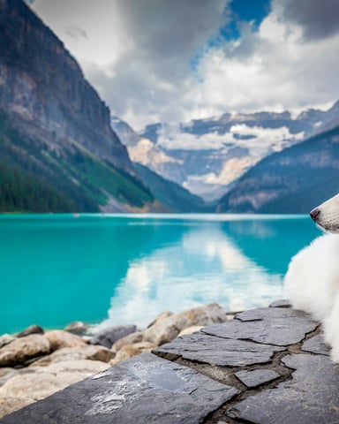 White fluffy dog sitting on rocky shore overlooking turquoise alpine lake surrounded by snow-capped mountains