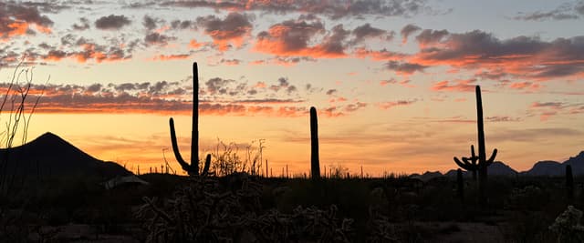 Saguaro cacti silhouetted against dramatic orange and red sunset sky in desert landscape